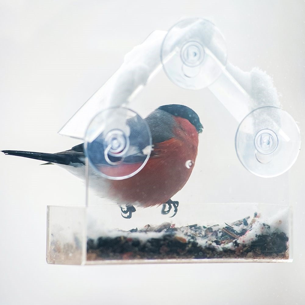 Unique set: Transparent bird feeders for window viewing