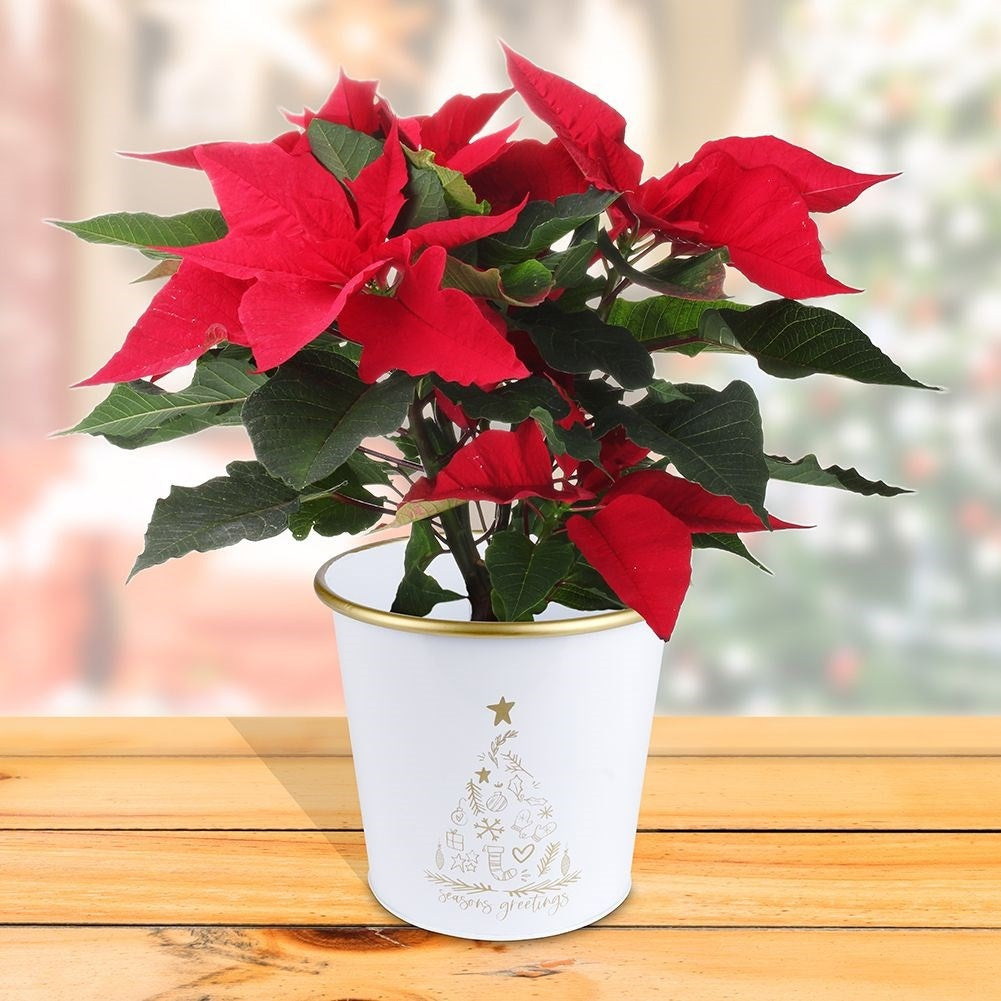 White Christmas pot with golden fir for plants