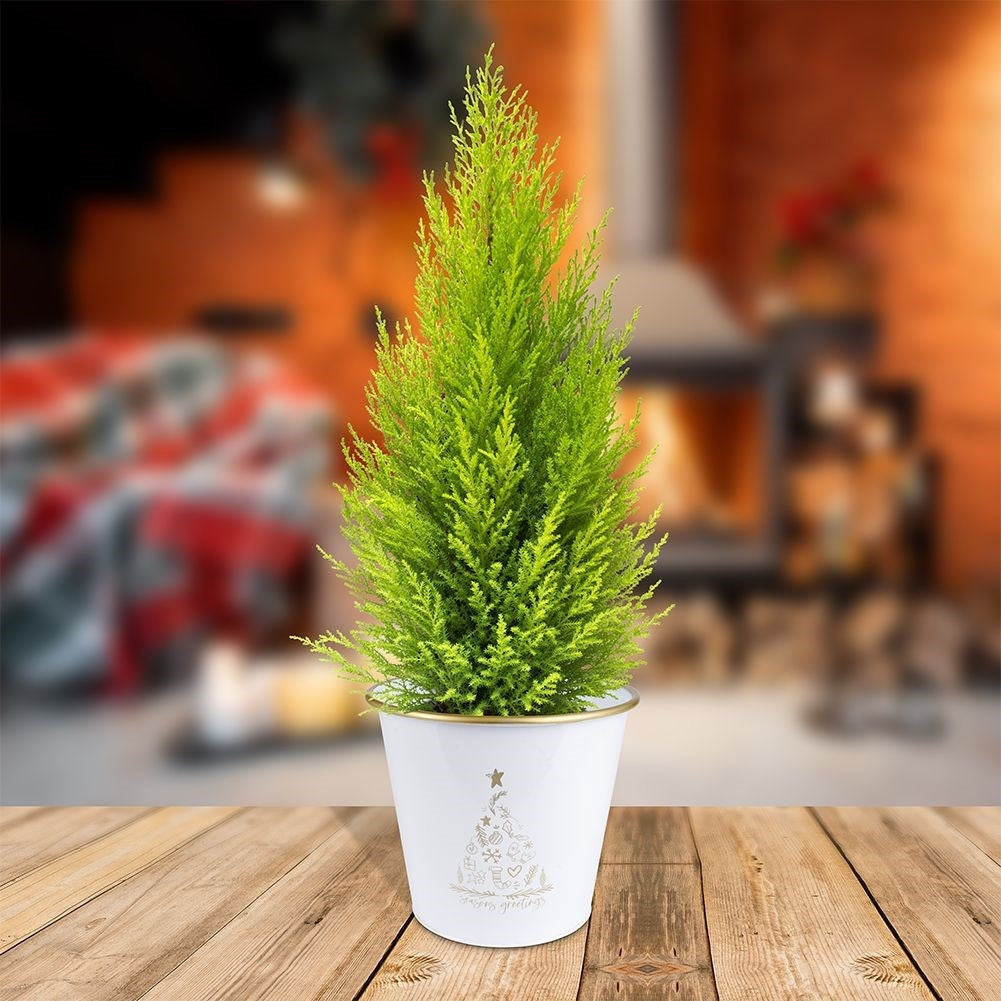 White Christmas pot with golden tree - impressive decoration