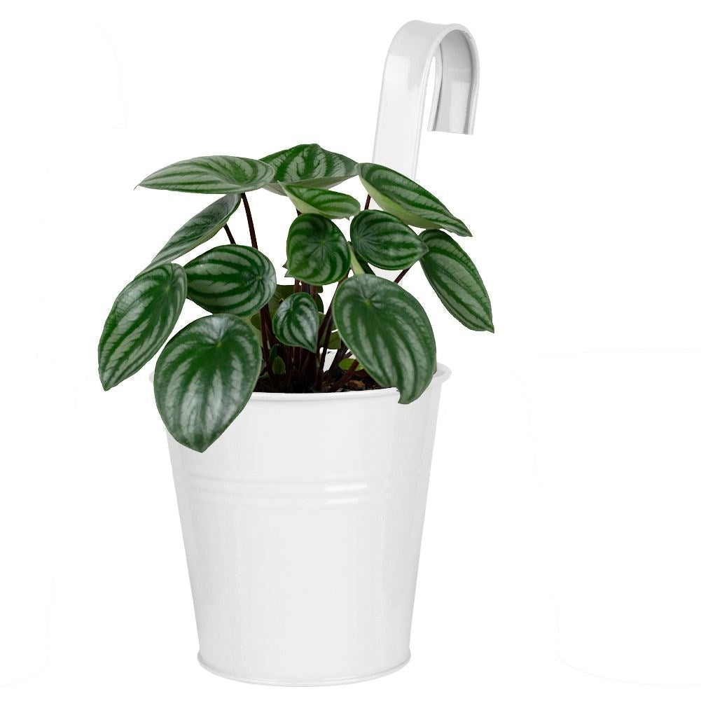 White metal pot with handle for balcony and terrace