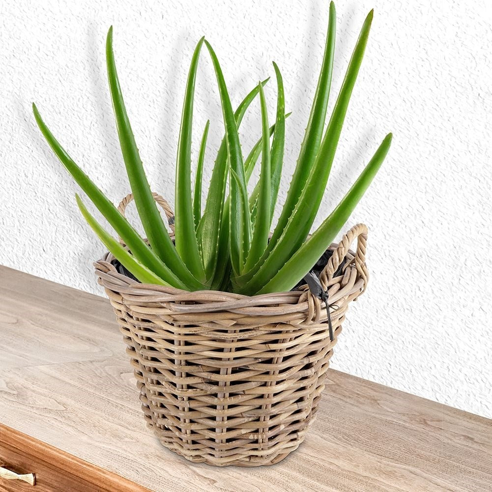 Wicker Basket: Natural Rattan Flower Pot Cover with Plastic
