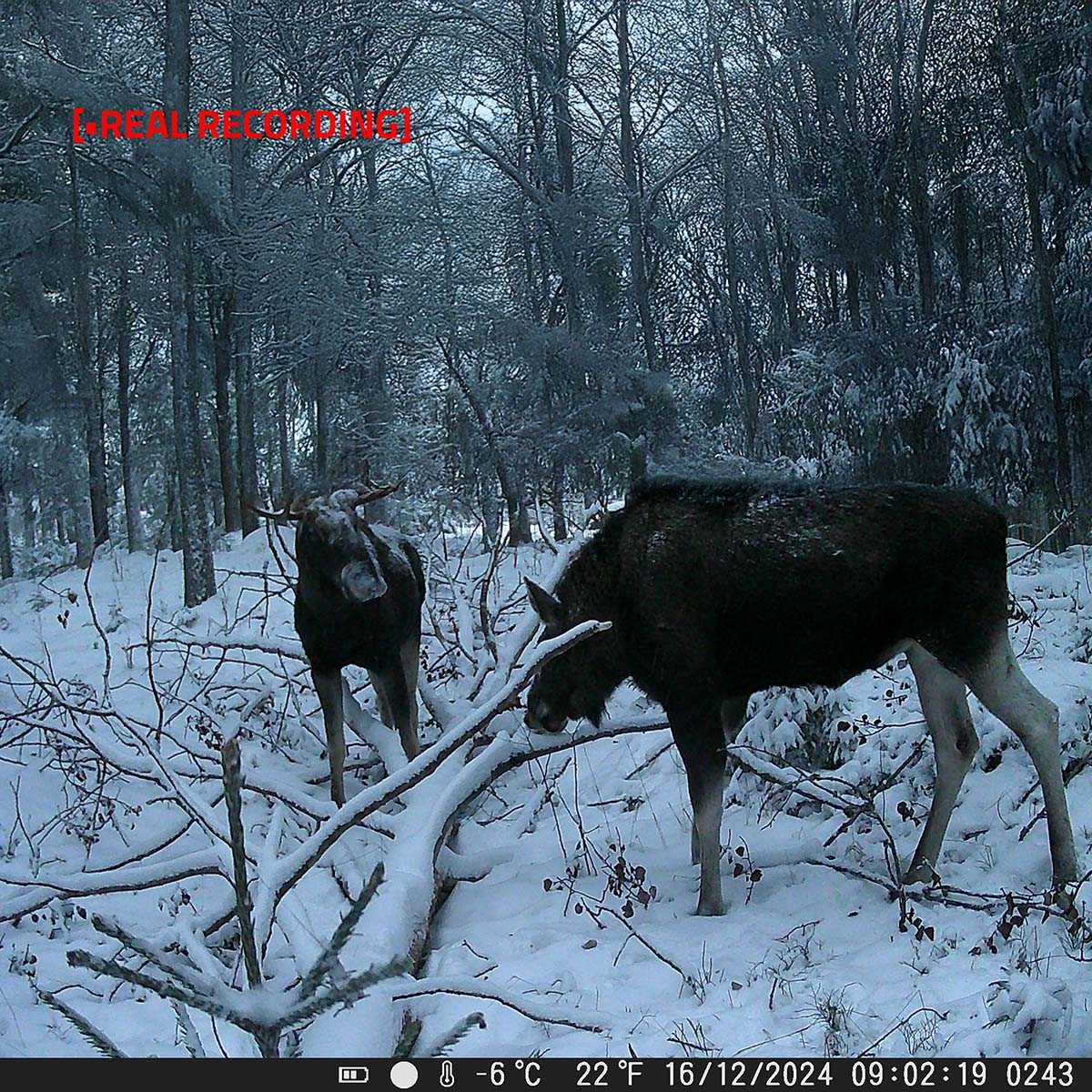 Wildlife Camera | 4K@10fps | 50 MPixel | 5 MPixel CMOS | IP65 | Black No-Glow IR | Night vision | Viewing angle: 60 ° | Motion sensor | Detection angle: 130 ° | Detection range: 20 m | Screen size: 2.4 " | LCD Screen | Brown / Green